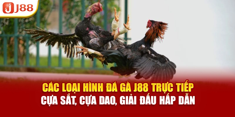 Các loại hình đá gà J88 trực tiếp, cựa sắt, cựa dao, giải đấu hấp dẫn