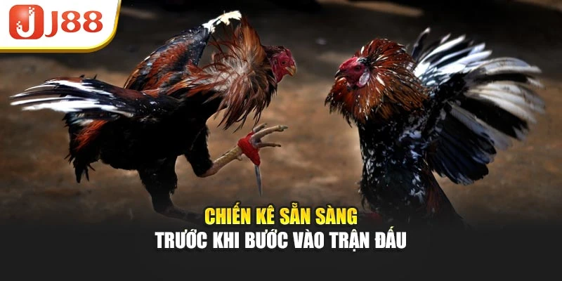 Chiến kê sẵn sàng trước khi bước vào trận đấu