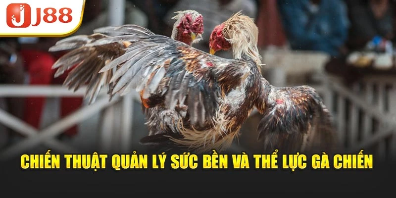 Chiến thuật quản lý sức bền và thể lực gà chiến