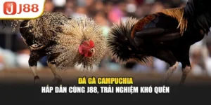 Đá Gà Campuchia – Hấp Dẫn Cùng J88, Trải Nghiệm Khó Quên