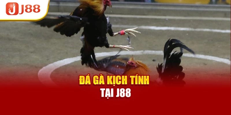 Đá gà kịch tính tại J88