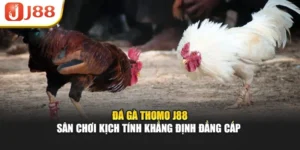 Đá Gà Thomo J88 – Sân Chơi Kịch Tính Khẳng Định Đẳng Cấp 