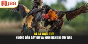 Đá Gà Trực Tiếp – Hướng Dẫn Đầy Đủ Và Kinh Nghiệm Quý Báu