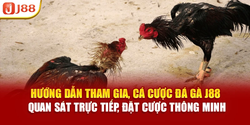 Hướng dẫn tham gia, cá cược đá gà J88 quan sát trực tiếp, đặt cược thông minh