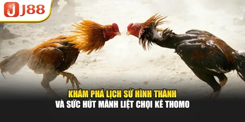 Khám phá lịch sử hình thành và sức hút mãnh liệt chọi kê thomo