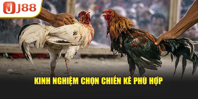 Kinh nghiệm chọn chiến kê phù hợp