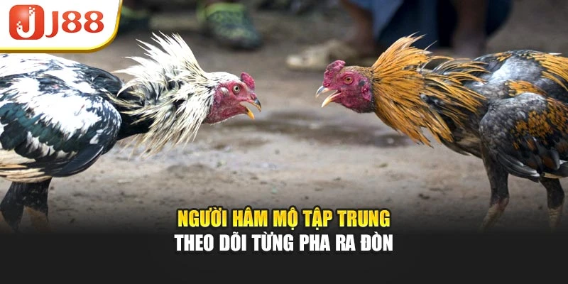 Người hâm mộ tập trung theo dõi từng pha ra đòn