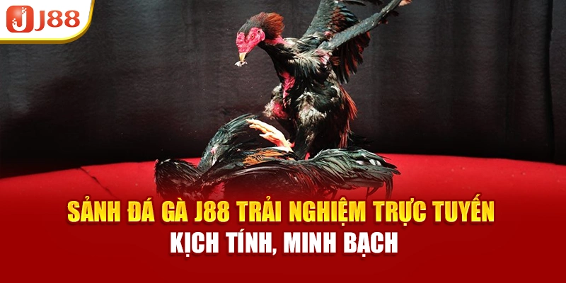 Sảnh đá gà J88 trải nghiệm trực tuyến kịch tính, minh bạch
