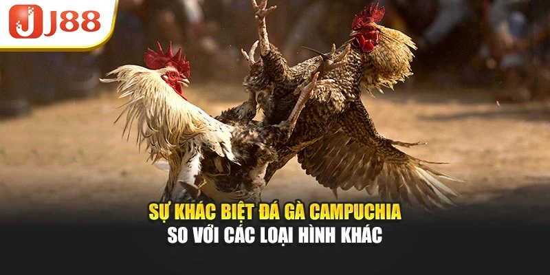 Sự khác biệt đá gà Campuchia so với các loại hình khác
