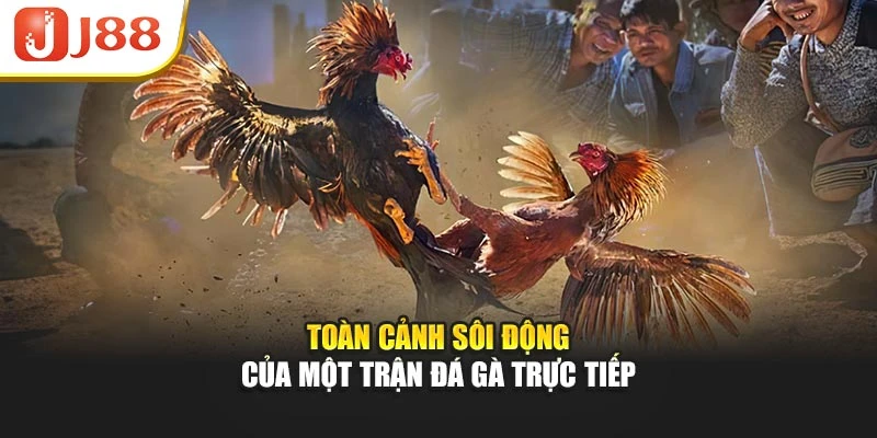 Toàn cảnh sôi động của một trận đá gà trực tiếp