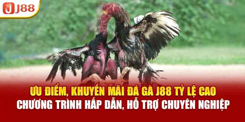 Ưu điểm, khuyến mãi đá gà J88 tỷ lệ cao, chương trình hấp dẫn, hỗ trợ chuyên nghiệp